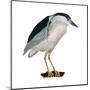 Black-Crowned Night Heron (Nycticorax Nycticorax), Birds-Encyclopaedia Britannica-Mounted Art Print