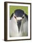 Black-crowned Night-heron (Nycticorax nyctocorax) adult, close-up of head, Florida, USA-Edward Myles-Framed Photographic Print