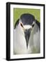 Black-crowned Night-heron (Nycticorax nyctocorax) adult, close-up of head, Florida, USA-Edward Myles-Framed Photographic Print