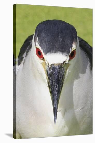 Black-crowned Night-heron (Nycticorax nyctocorax) adult, close-up of head, Florida, USA-Edward Myles-Stretched Canvas