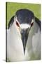 Black-crowned Night-heron (Nycticorax nyctocorax) adult, close-up of head, Florida, USA-Edward Myles-Stretched Canvas