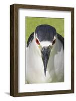 Black-crowned Night-heron (Nycticorax nyctocorax) adult, close-up of head, Florida, USA-Edward Myles-Framed Photographic Print