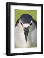 Black-crowned Night-heron (Nycticorax nyctocorax) adult, close-up of head, Florida, USA-Edward Myles-Framed Photographic Print