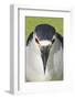 Black-crowned Night-heron (Nycticorax nyctocorax) adult, close-up of head, Florida, USA-Edward Myles-Framed Photographic Print