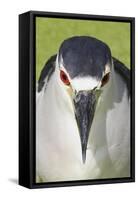 Black-crowned Night-heron (Nycticorax nyctocorax) adult, close-up of head, Florida, USA-Edward Myles-Framed Stretched Canvas