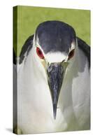 Black-crowned Night-heron (Nycticorax nyctocorax) adult, close-up of head, Florida, USA-Edward Myles-Stretched Canvas