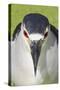 Black-crowned Night-heron (Nycticorax nyctocorax) adult, close-up of head, Florida, USA-Edward Myles-Stretched Canvas