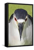 Black-crowned Night-heron (Nycticorax nyctocorax) adult, close-up of head, Florida, USA-Edward Myles-Framed Stretched Canvas