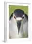 Black-crowned Night-heron (Nycticorax nyctocorax) adult, close-up of head, Florida, USA-Edward Myles-Framed Photographic Print