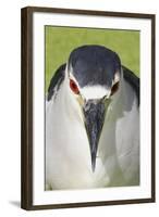 Black-crowned Night-heron (Nycticorax nyctocorax) adult, close-up of head, Florida, USA-Edward Myles-Framed Photographic Print