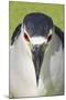 Black-crowned Night-heron (Nycticorax nyctocorax) adult, close-up of head, Florida, USA-Edward Myles-Mounted Photographic Print