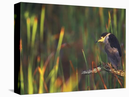 Black-Crowned Night Heron Perched on Tree Limb Among Reeds, Shark Valley, Everglades National Park-Arthur Morris-Stretched Canvas