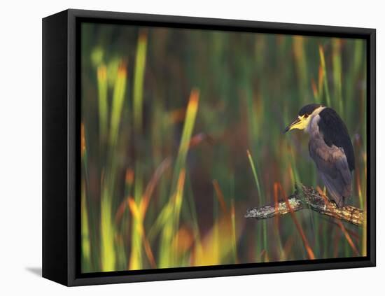 Black-Crowned Night Heron Perched on Tree Limb Among Reeds, Shark Valley, Everglades National Park-Arthur Morris-Framed Stretched Canvas