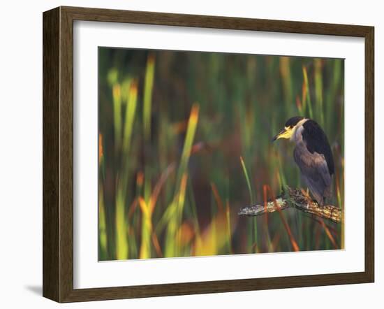 Black-Crowned Night Heron Perched on Tree Limb Among Reeds, Shark Valley, Everglades National Park-Arthur Morris-Framed Photographic Print