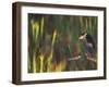 Black-Crowned Night Heron Perched on Tree Limb Among Reeds, Shark Valley, Everglades National Park-Arthur Morris-Framed Photographic Print