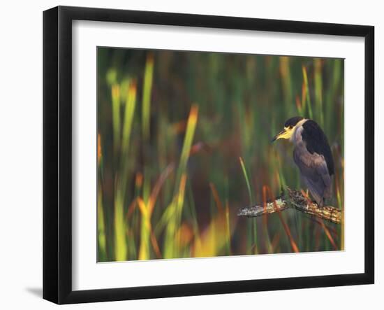 Black-Crowned Night Heron Perched on Tree Limb Among Reeds, Shark Valley, Everglades National Park-Arthur Morris-Framed Photographic Print