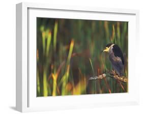 Black-Crowned Night Heron Perched on Tree Limb Among Reeds, Shark Valley, Everglades National Park-Arthur Morris-Framed Photographic Print