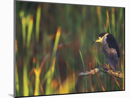 Black-Crowned Night Heron Perched on Tree Limb Among Reeds, Shark Valley, Everglades National Park-Arthur Morris-Mounted Photographic Print