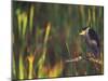 Black-Crowned Night Heron Perched on Tree Limb Among Reeds, Shark Valley, Everglades National Park-Arthur Morris-Mounted Photographic Print