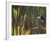 Black-Crowned Night Heron Perched on Tree Limb Among Reeds, Shark Valley, Everglades National Park-Arthur Morris-Framed Photographic Print