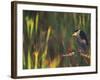 Black-Crowned Night Heron Perched on Tree Limb Among Reeds, Shark Valley, Everglades National Park-Arthur Morris-Framed Photographic Print