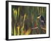 Black-Crowned Night Heron Perched on Tree Limb Among Reeds, Shark Valley, Everglades National Park-Arthur Morris-Framed Photographic Print