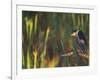 Black-Crowned Night Heron Perched on Tree Limb Among Reeds, Shark Valley, Everglades National Park-Arthur Morris-Framed Photographic Print