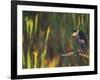 Black-Crowned Night Heron Perched on Tree Limb Among Reeds, Shark Valley, Everglades National Park-Arthur Morris-Framed Photographic Print