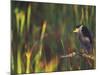 Black-Crowned Night Heron Perched on Tree Limb Among Reeds, Shark Valley, Everglades National Park-Arthur Morris-Mounted Photographic Print