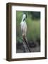 Black-crowned night heron preening on a stump, The Gambia-Bernard Castelein-Framed Photographic Print