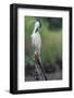 Black-crowned night heron preening on a stump, The Gambia-Bernard Castelein-Framed Photographic Print