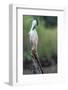 Black-crowned night heron preening on a stump, The Gambia-Bernard Castelein-Framed Photographic Print