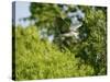 Black-Crowned Night Heron-Gary Carter-Stretched Canvas