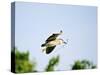 Black-Crowned Night Heron-Gary Carter-Stretched Canvas