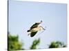 Black-Crowned Night Heron-Gary Carter-Stretched Canvas