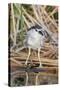 Black-Crowned Night-Heron-Hal Beral-Stretched Canvas