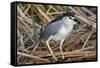 Black-Crowned Night-Heron-Hal Beral-Framed Stretched Canvas