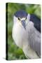 Black-Crowned Night Heron-Hal Beral-Stretched Canvas