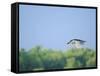 Black-Crowned Night Heron-Gary Carter-Framed Stretched Canvas