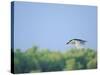 Black-Crowned Night Heron-Gary Carter-Stretched Canvas