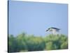 Black-Crowned Night Heron-Gary Carter-Stretched Canvas