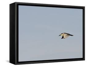 Black-Crowned Night Heron-Gary Carter-Framed Stretched Canvas