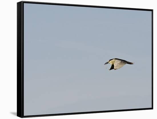 Black-Crowned Night Heron-Gary Carter-Framed Stretched Canvas