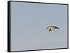 Black-Crowned Night Heron-Gary Carter-Framed Stretched Canvas