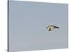 Black-Crowned Night Heron-Gary Carter-Stretched Canvas