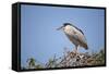 Black-Crowned Night Heron-Joe McDonald-Framed Stretched Canvas