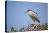 Black-Crowned Night Heron-Joe McDonald-Stretched Canvas
