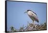 Black-Crowned Night Heron-Joe McDonald-Framed Stretched Canvas