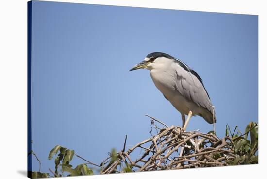 Black-Crowned Night Heron-Joe McDonald-Stretched Canvas