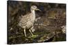 Black-Crowned Night Heron-Joe McDonald-Stretched Canvas